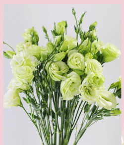 洋桔梗苗花怎么养,掌握关键技巧,轻松养出好状态 洋桔梗苗花怎么养,掌握关键技巧,轻松养出好状态