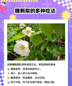 刺梨栽培技术,掌握关键步骤,轻松收获果实 刺梨栽培技术,掌握关键步骤,轻松收获果实