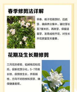 杆子剪短的花怎么养,恢复生长要点,新手也能轻松上手 杆子剪短的花怎么养,恢复生长要点,新手也能轻松上手