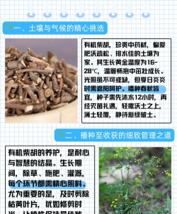 柴胡栽培技术,选对方法,轻松上手 柴胡栽培技术,选对方法,轻松上手