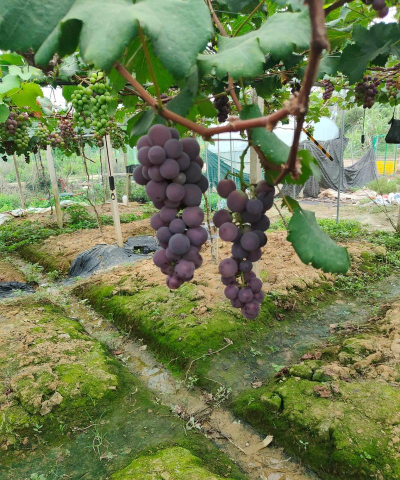 巨峰葡萄栽培技术,掌握关键要点,轻松收获甜蜜果实 巨峰葡萄栽培技术,掌握关键要点,轻松收获甜蜜果实