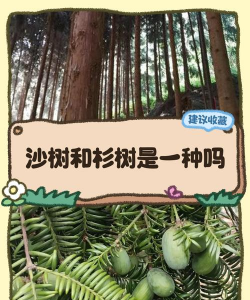 什么树防治风沙,选对树种,效果事半功倍 什么树防治风沙,选对树种,效果事半功倍