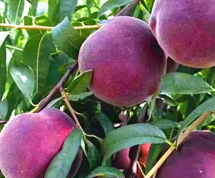 黑桃栽培,掌握关键技巧,收获甜美果实 黑桃栽培,掌握关键技巧,收获甜美果实