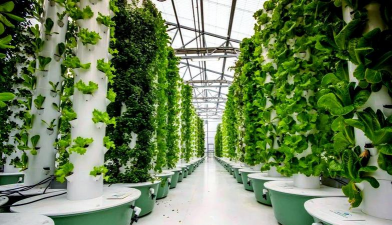 水雾栽培,高效种植,轻松上手 水雾栽培,高效种植,轻松上手