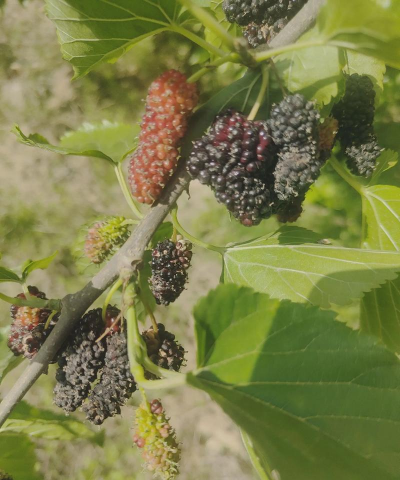 桑葚树怎么防治,常见病虫害,实用应对方法 桑葚树怎么防治,常见病虫害,实用应对方法