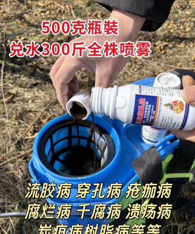 防治树流胶,找准原因,对症下药 防治树流胶,找准原因,对症下药