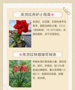 家花怎么养朱轻,轻松上手,花开满园 家花怎么养朱轻,轻松上手,花开满园