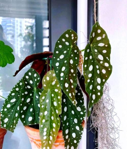 鳟鱼海棠花怎么养,掌握关键技巧,轻松养出好状态 鳟鱼海棠花怎么养,掌握关键技巧,轻松养出好状态