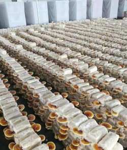 灵芝的栽培,掌握关键步骤,轻松收获高品质 灵芝的栽培,掌握关键步骤,轻松收获高品质