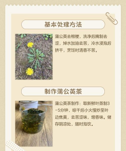 蒲公英栽培技术,轻松上手,收获满满 蒲公英栽培技术,轻松上手,收获满满