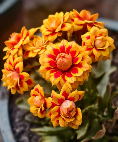 长寿花洛桑女神怎么养,掌握关键技巧,轻松爆盆开花 长寿花洛桑女神怎么养,掌握关键技巧,轻松爆盆开花