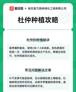 杜仲栽培技术,选对方法,轻松上手 杜仲栽培技术,选对方法,轻松上手