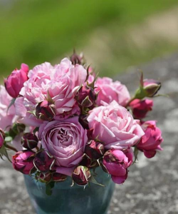 玫瑰花买来怎么养,新手入门指南,轻松养活不枯萎 玫瑰花买来怎么养,新手入门指南,轻松养活不枯萎