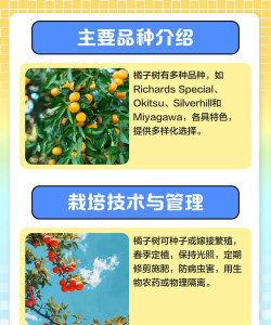 脐橙早衰树防治,找准原因,对症下药 脐橙早衰树防治,找准原因,对症下药