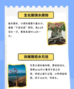 玫瑰花怎么养浇水,掌握正确方法,避免烂根黄叶 玫瑰花怎么养浇水,掌握正确方法,避免烂根黄叶
