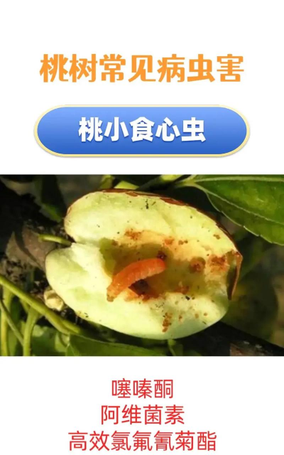 桃树病害防治,识别常见问题,掌握应对方法 桃树病害防治,识别常见问题,掌握应对方法