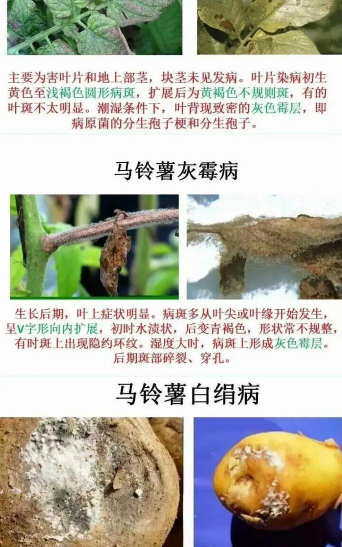 土豆树病害防治,识别常见问题,掌握应对方法 土豆树病害防治,识别常见问题,掌握应对方法
