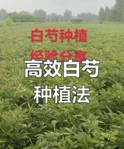 白芍栽培,选对土壤,掌握关键技巧 白芍栽培,选对土壤,掌握关键技巧