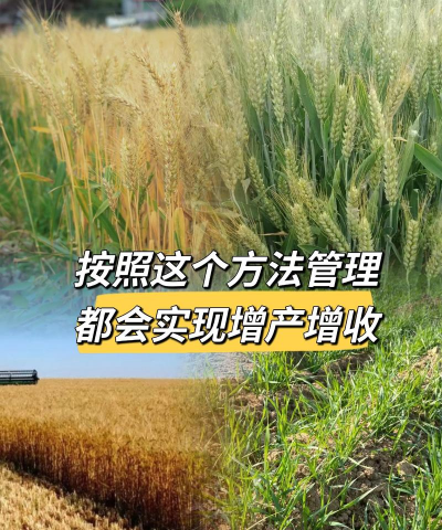 小麦栽培技术要点,选种播种关键,田间管理要跟上 小麦栽培技术要点,选种播种关键,田间管理要跟上