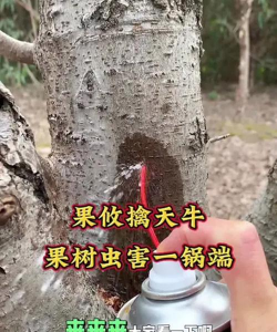 树牛怎么防治,识别虫害特征,采取有效方法 树牛怎么防治,识别虫害特征,采取有效方法
