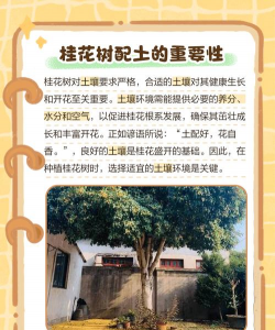 桂花树怎么种植,选对土壤,掌握关键步骤 桂花树怎么种植,选对土壤,掌握关键步骤