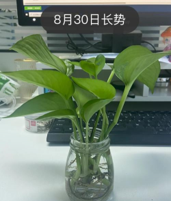 绿萝怎么养,轻松爆盆,新手也能养好 绿萝怎么养,轻松爆盆,新手也能养好