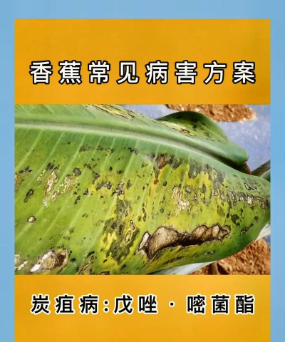 香蕉树病害防治,识别常见问题,掌握应对方法 香蕉树病害防治,识别常见问题,掌握应对方法
