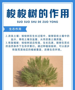 梭梭树防治老鼠,方法要选对,效果才明显 梭梭树防治老鼠,方法要选对,效果才明显