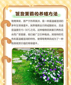鸳鸯茉莉花怎么养,掌握关键技巧,花开更繁茂 鸳鸯茉莉花怎么养,掌握关键技巧,花开更繁茂