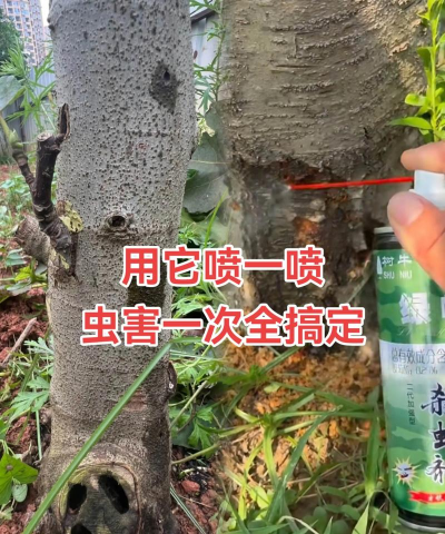 树蛀虫怎样防治,找准虫害类型,掌握有效方法 树蛀虫怎样防治,找准虫害类型,掌握有效方法