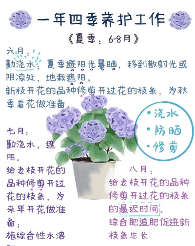 绣球花怎么养泡水,掌握正确方法,轻松养护不烂根 绣球花怎么养泡水,掌握正确方法,轻松养护不烂根
