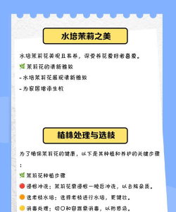 水泡茉莉花怎么养,掌握关键技巧,轻松养出好状态 水泡茉莉花怎么养,掌握关键技巧,轻松养出好状态