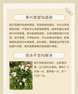 枝子花怎么养不黄叶,掌握关键技巧,轻松保持油绿 枝子花怎么养不黄叶,掌握关键技巧,轻松保持油绿