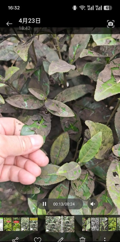 茶油树病虫防治,常见问题解析,实用方法分享 茶油树病虫防治,常见问题解析,实用方法分享