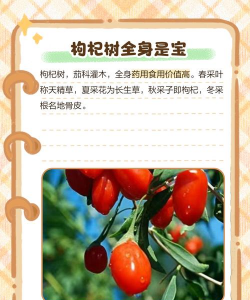 枸杞树病防治,识别常见病害,掌握有效方法 枸杞树病防治,识别常见病害,掌握有效方法