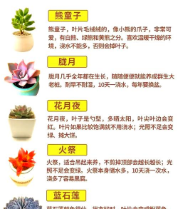 肉肉花怎么养才,新手入门指南,轻松养活不烂根 肉肉花怎么养才,新手入门指南,轻松养活不烂根