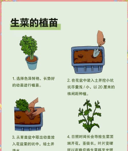 无土栽培蔬菜成本,投入与产出分析,新手必看指南 无土栽培蔬菜成本,投入与产出分析,新手必看指南