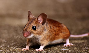 梭梭树老鼠防治,常见问题,实用方法 梭梭树老鼠防治,常见问题,实用方法