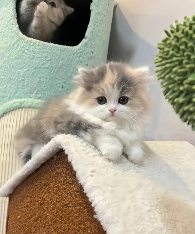 银三花拿破仑,新手养猫指南,轻松上手不踩坑 银三花拿破仑,新手养猫指南,轻松上手不踩坑