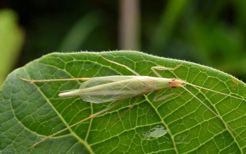 树蟋怎么防治,常见困扰,实用方法 树蟋怎么防治,常见困扰,实用方法