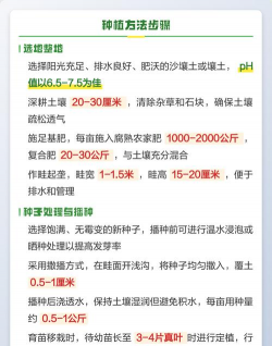 苦苣栽培,掌握关键技巧,轻松收获鲜嫩 苦苣栽培,掌握关键技巧,轻松收获鲜嫩