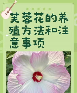 芙蓉花夏季怎么养,避开高温暴晒,做好浇水施肥 芙蓉花夏季怎么养,避开高温暴晒,做好浇水施肥