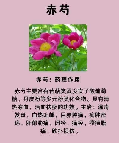 赤芍栽培技术,选对方法,轻松上手 赤芍栽培技术,选对方法,轻松上手