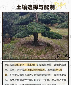 防治滑坡的树,选对品种,掌握种植技巧 防治滑坡的树,选对品种,掌握种植技巧