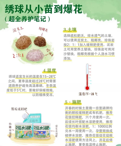 绣球花土栽怎么养,掌握关键技巧,轻松养出爆花效果 绣球花土栽怎么养,掌握关键技巧,轻松养出爆花效果