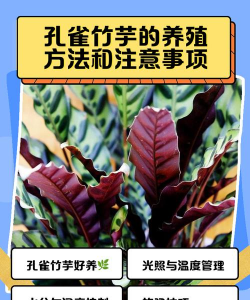孔雀竹羽花怎么养,新手入门指南,轻松掌握养护技巧 孔雀竹羽花怎么养,新手入门指南,轻松掌握养护技巧