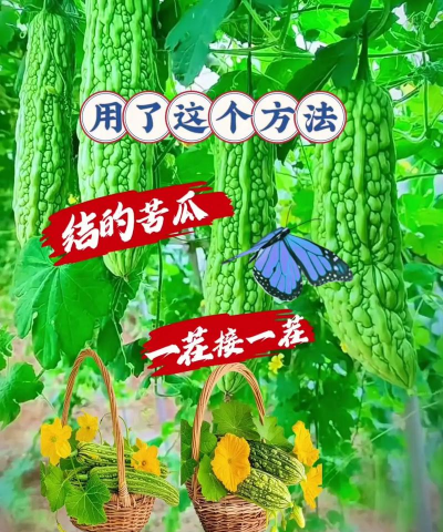 苦瓜的栽培技术,掌握关键要点,轻松收获好果实 苦瓜的栽培技术,掌握关键要点,轻松收获好果实