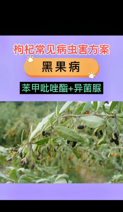 枸杞树病害防治,识别常见问题,掌握有效方法 枸杞树病害防治,识别常见问题,掌握有效方法