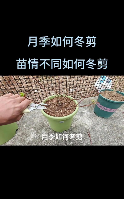 冬天月季花怎么养,防冻是关键,修剪有技巧 冬天月季花怎么养,防冻是关键,修剪有技巧