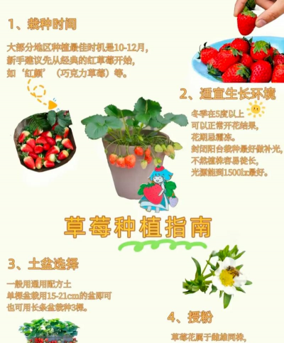 草莓高产栽培技术,选对品种,掌握关键方法 草莓高产栽培技术,选对品种,掌握关键方法